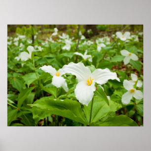 Pôster Flor selvagem do Trillium