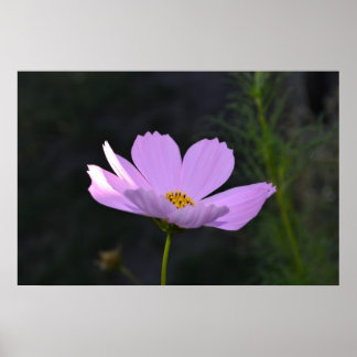 Poster Flor Selvagem Rosa