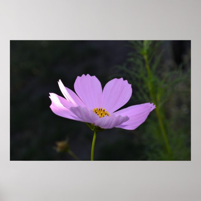 Poster Flor Selvagem Rosa (Frente)