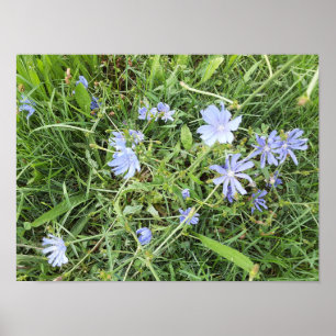 Poster Flor silvestre