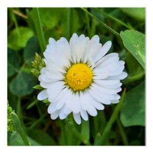 Pôster Flor Silvestre Romênia – Fotografia Macro Botânica