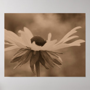 Poster Flor Susan Daisy De Olho Negro Na Sépia Vintage