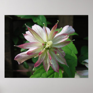 Pôster Flor três