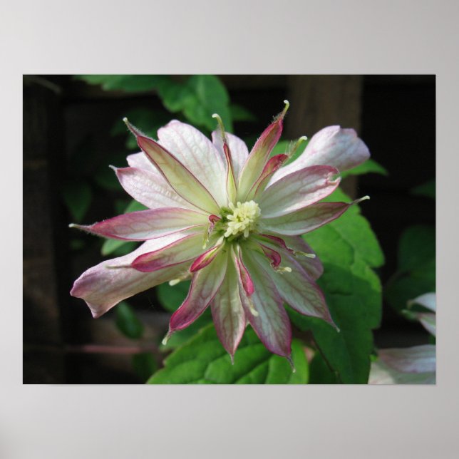 Pôster Flor três (Frente)