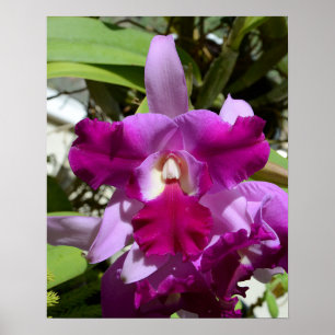 Pôster Flor tropical da orquídea de Cattleya