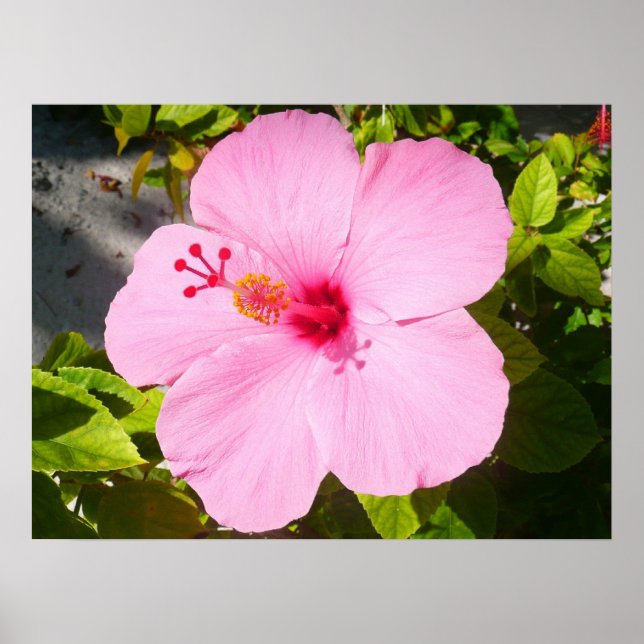 Poster Flor Tropical de Hibiscus Rosa (Frente)