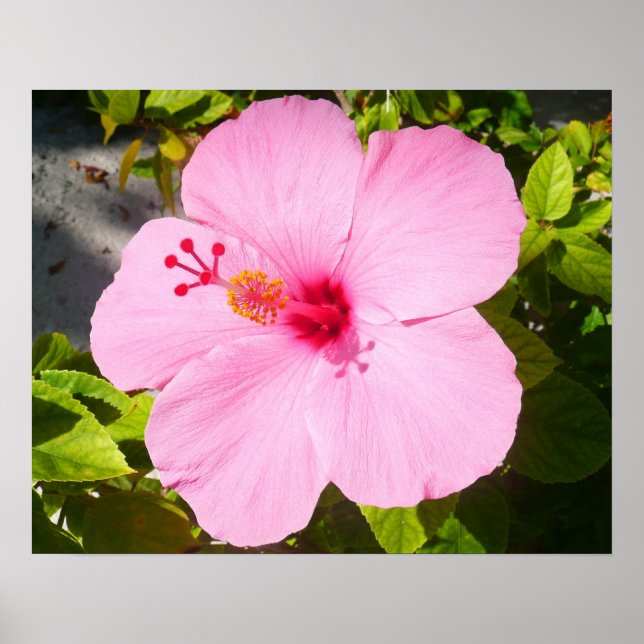 Poster Flor Tropical Hibisco Rosa (Frente)