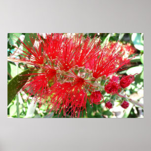 Pôster Flor Tropical Vermelho, com escova