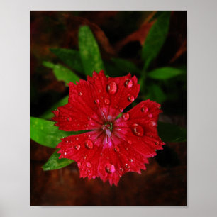Pôster Flor vermelha bonita do cravo-da-índia com foto