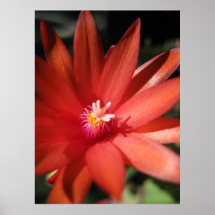 Pôster Flor vermelha do cacto de Natal