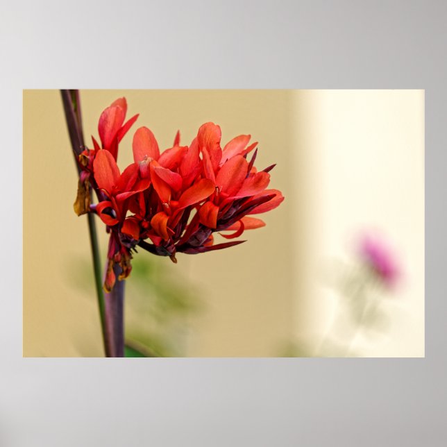 Poster flor vermelha estranha (Frente)