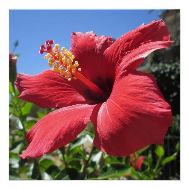 Pôster Flor Vermelha Hibiscus (Frente)