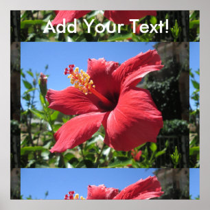 Pôster Flor Vermelha Hibiscus