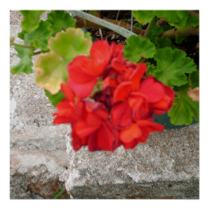 Pôster flor vermelho