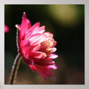 Pôster Flor Vermelho À Luz Do Sol Feche