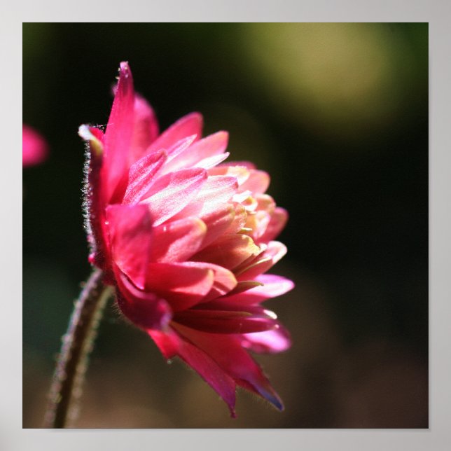 Pôster Flor Vermelho À Luz Do Sol Feche (Frente)