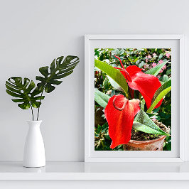 Poster Flor Vermelho Anthurium México