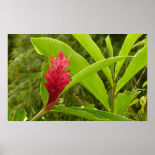 Pôster Flor Vermelho Ginger (Alpinia)
