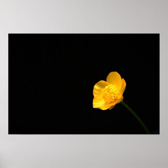 Poster Flor Wapcccn (Frente)