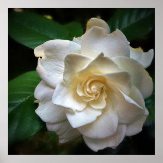 Poster Flor White Gardenia