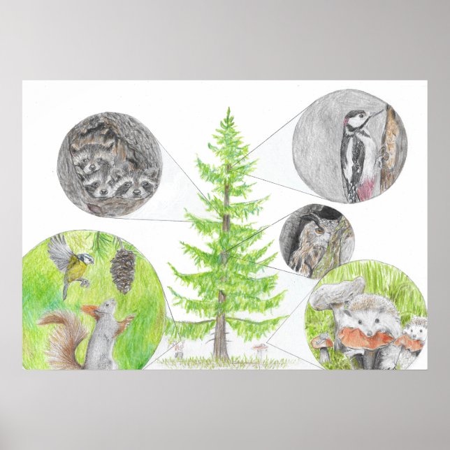 Poster Flora e Fauna (Frente)