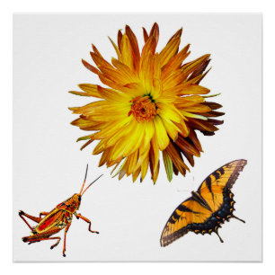 Pôster Flora e fauna