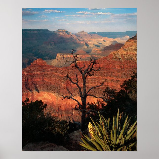 Poster Flora Grand Canyon (Frente)