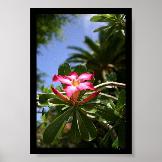 Poster Flora Tropical (Frente)