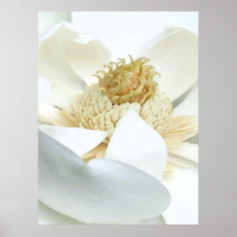 Poster Floração da Magnólia