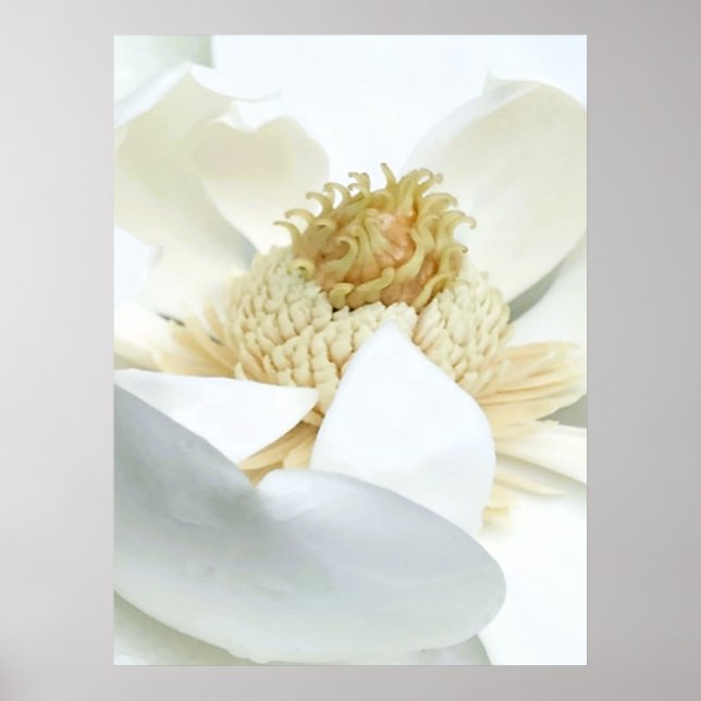 Poster Floração da Magnólia (Frente)