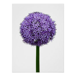 Pôster Floração de Allium Roxo em Fundo Branco