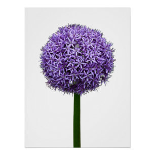 Pôster Floração de Allium Roxo em Fundo Branco