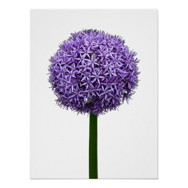 Pôster Floração de Allium Roxo em Fundo Branco (Frente)