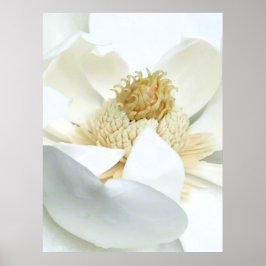 Poster Floração de Magnólia