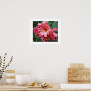 Poster Floração de Rododendro Rosa Fotografia Floral