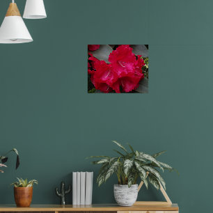 Poster Floração de Rododendro Rosa Intenso Fotográfico