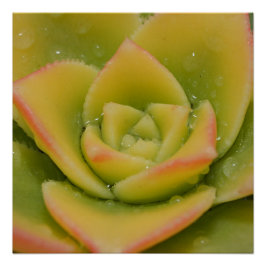 Pôster Floração Esmeralda: Joia Líquida da Natureza
