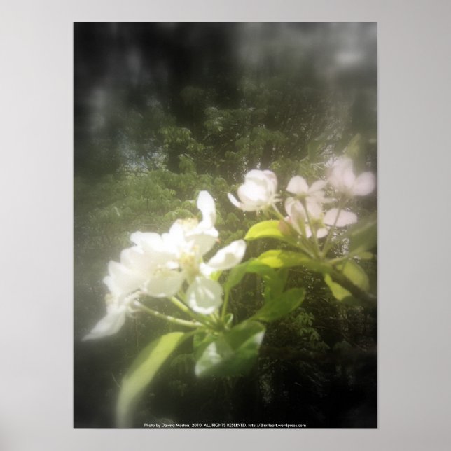 Pôster floradas de maçã nº 2, preto e branco focais (Frente)