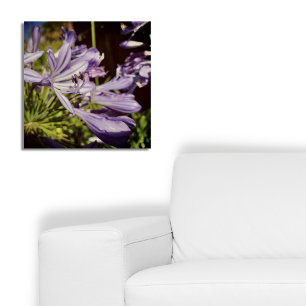 Pôster Floral Agapanthus Violet Blossom