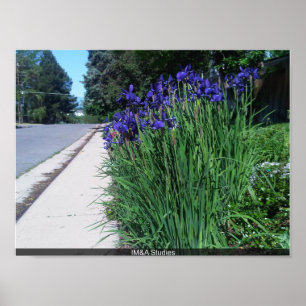 Poster Floral Along Path