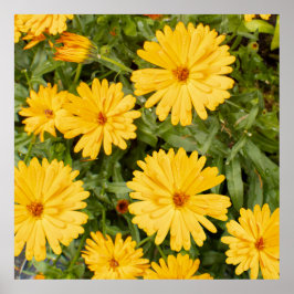 Poster Floral Amarela
