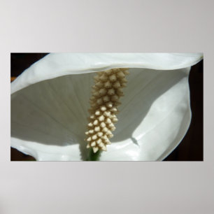 Pôster Floral branco elegante do lírio de paz