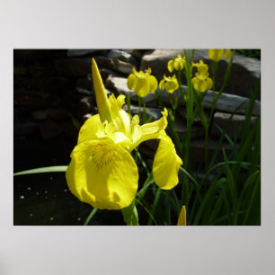 Pôster Floral Brilhante Amarelo