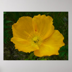 Pôster Floral de flor silvestre Amarelo do Alasca
