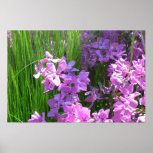 Pôster Floral de Verão de Flox e Grama Rosa