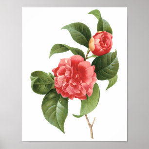 Poster Floral de Vintage, Flores de Camellia Rosa por Red