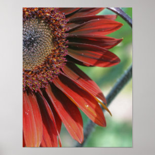 Poster floral do girassol alaranjado macro