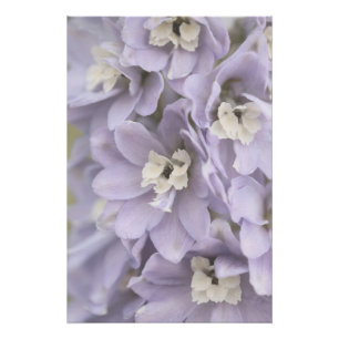 Pôster Floral Flor Púrpura Elegante