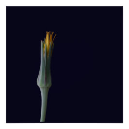 Pôster Floral Hidden Beauty