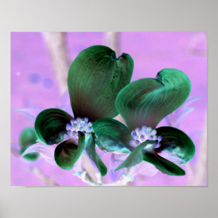 Pôster Floral Iluminado Dogwood Blossoms